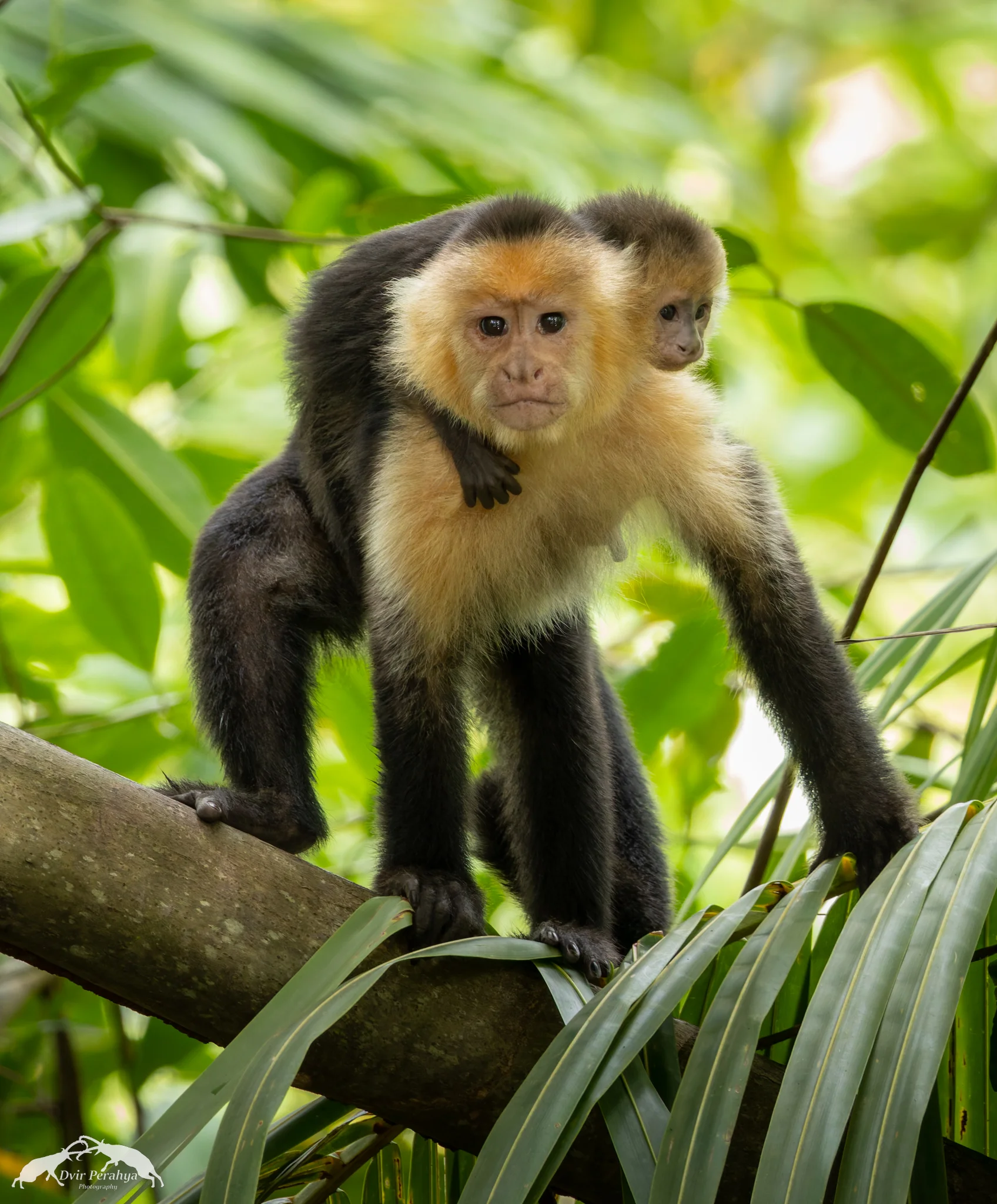 Capuchin monkey, Monteverde